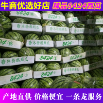 【东台西瓜】8424西瓜头茬产地直销大量上市精品