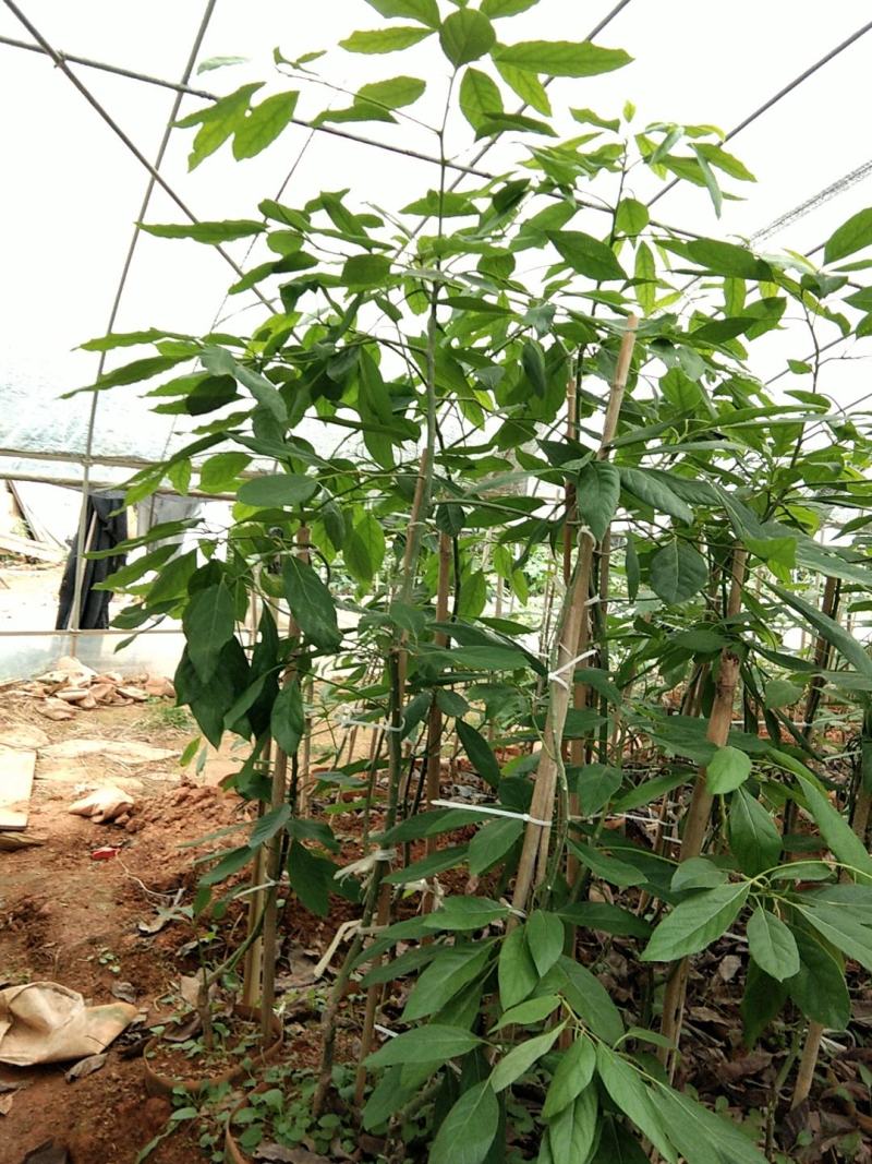 牛油果树苗美国哈斯鳄梨青瓜牛油果当年结果带营养杯发货