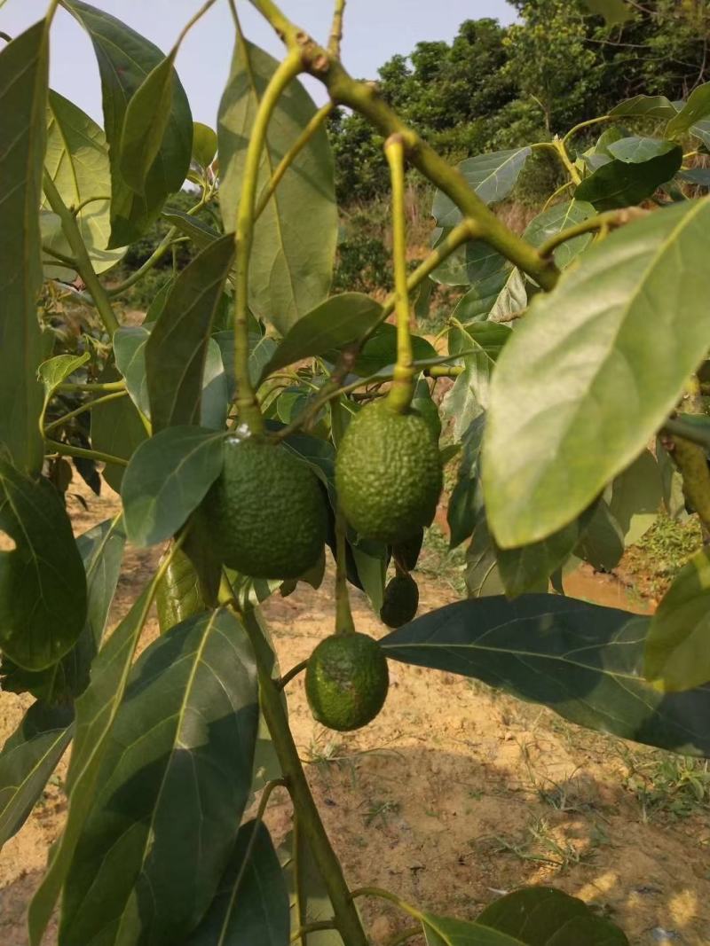 牛油果树苗美国哈斯鳄梨青瓜牛油果当年结果带营养杯发货