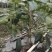 牛油果树苗美国哈斯鳄梨青瓜牛油果当年结果带营养杯发货
