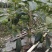 牛油果树苗美国哈斯鳄梨青瓜牛油果当年结果带营养杯发货