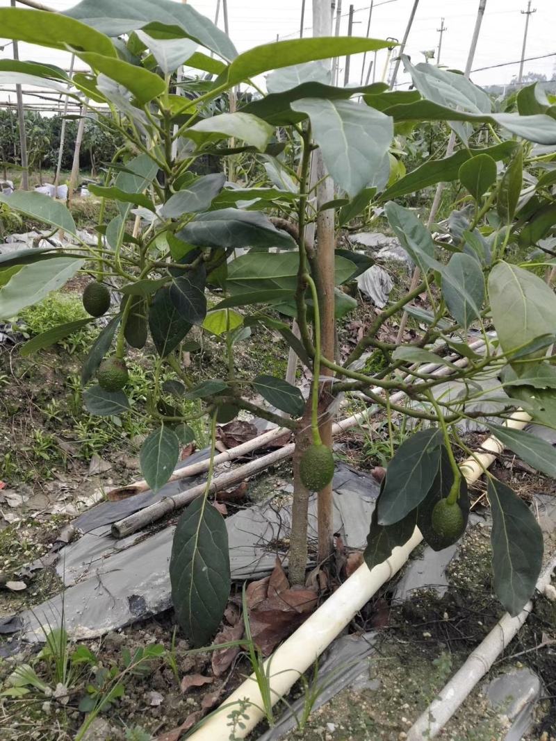 牛油果树苗美国哈斯鳄梨青瓜牛油果当年结果带营养杯发货