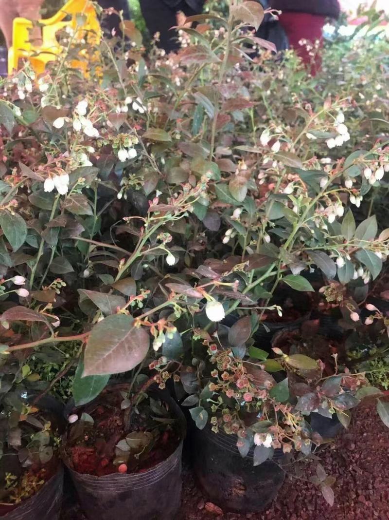 蓝莓广西蓝莓树苗盆栽地栽果树营养杯带花果发货包邮