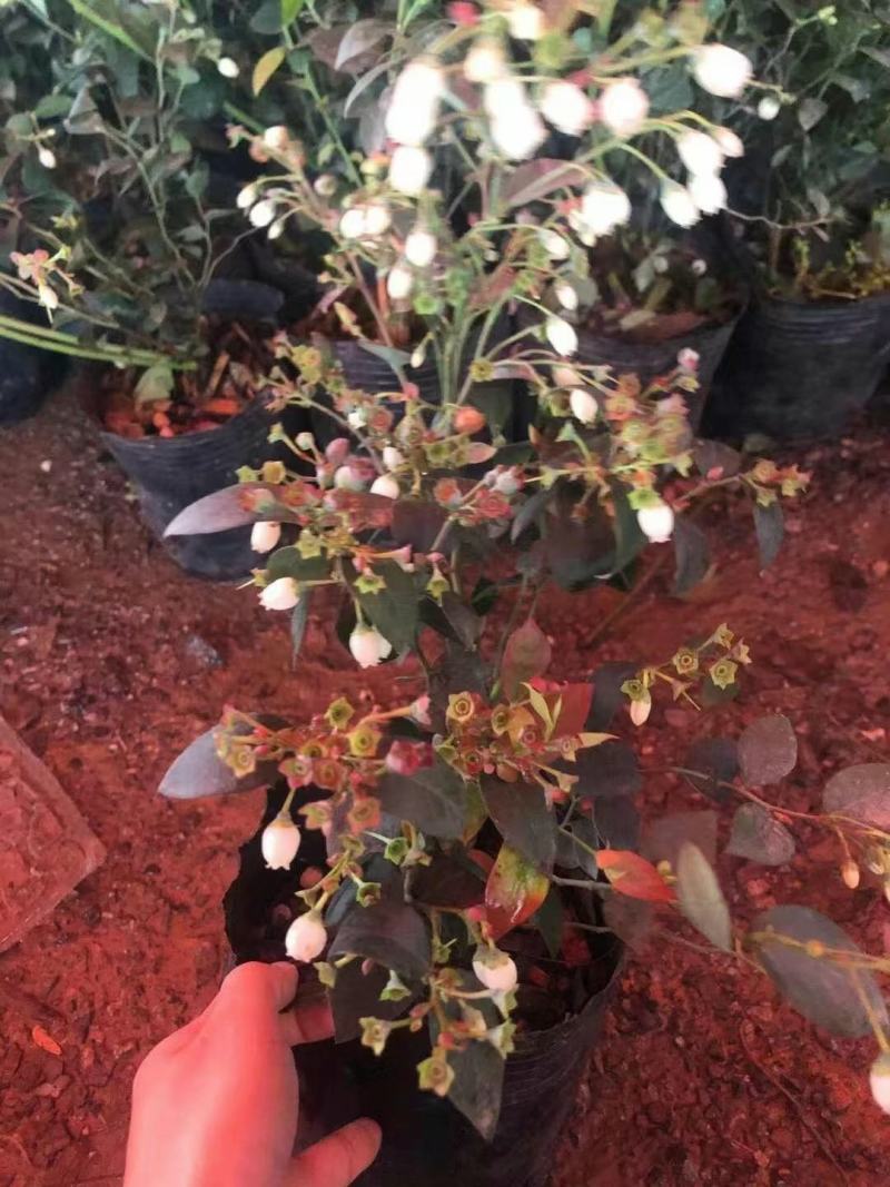 蓝莓广西蓝莓树苗盆栽地栽果树营养杯带花果发货包邮