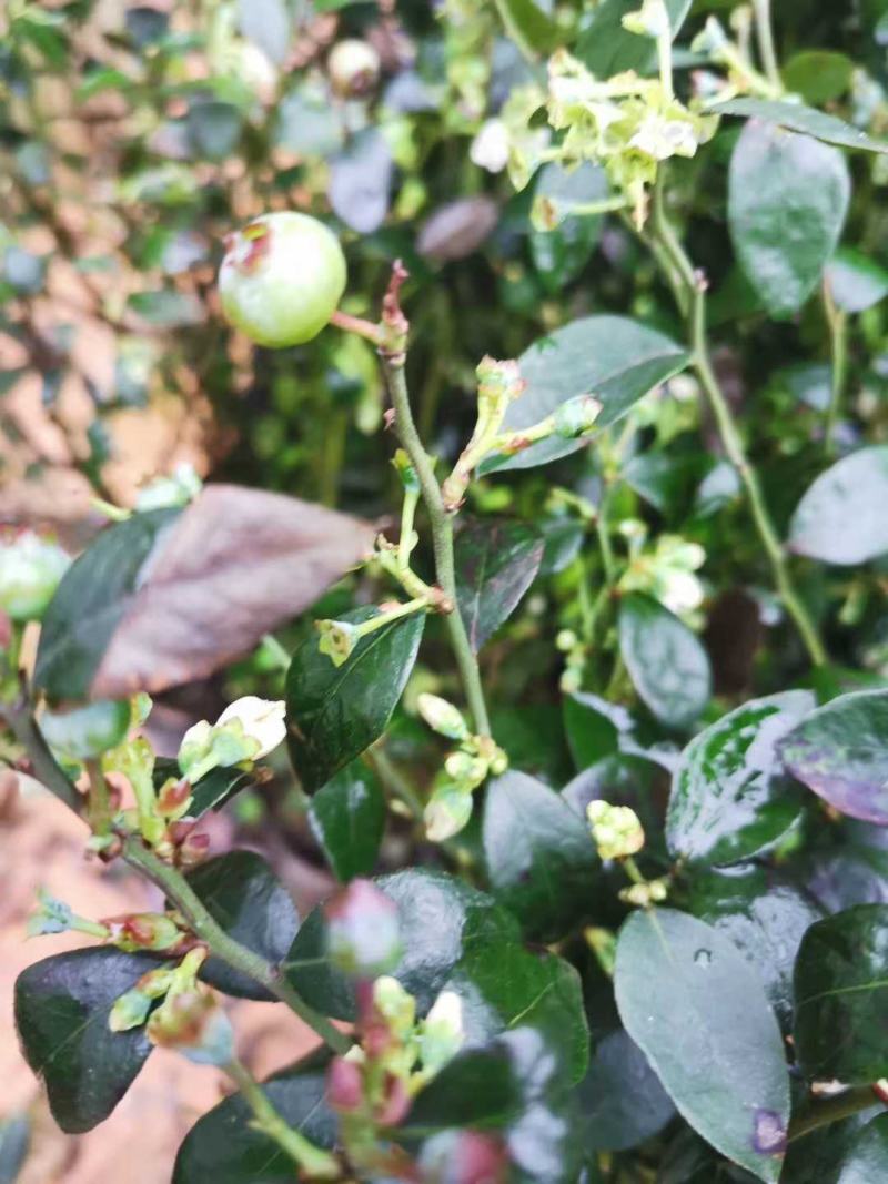 蓝莓广西蓝莓树苗盆栽地栽果树营养杯带花果发货包邮