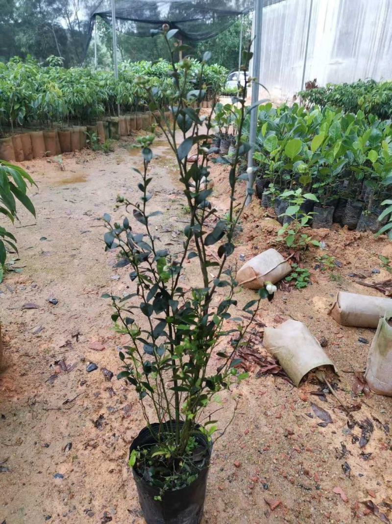 蓝莓广西蓝莓树苗盆栽地栽果树营养杯带花果发货包邮