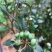 蓝莓广西蓝莓树苗盆栽地栽果树营养杯带花果发货包邮
