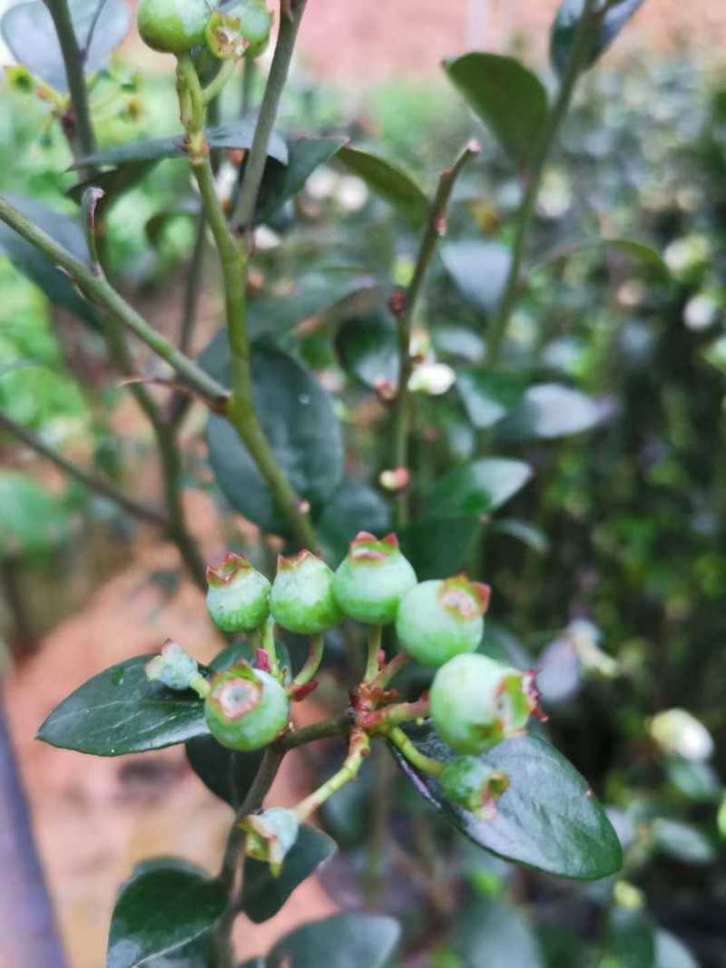 蓝莓广西蓝莓树苗盆栽地栽果树营养杯带花果发货包邮