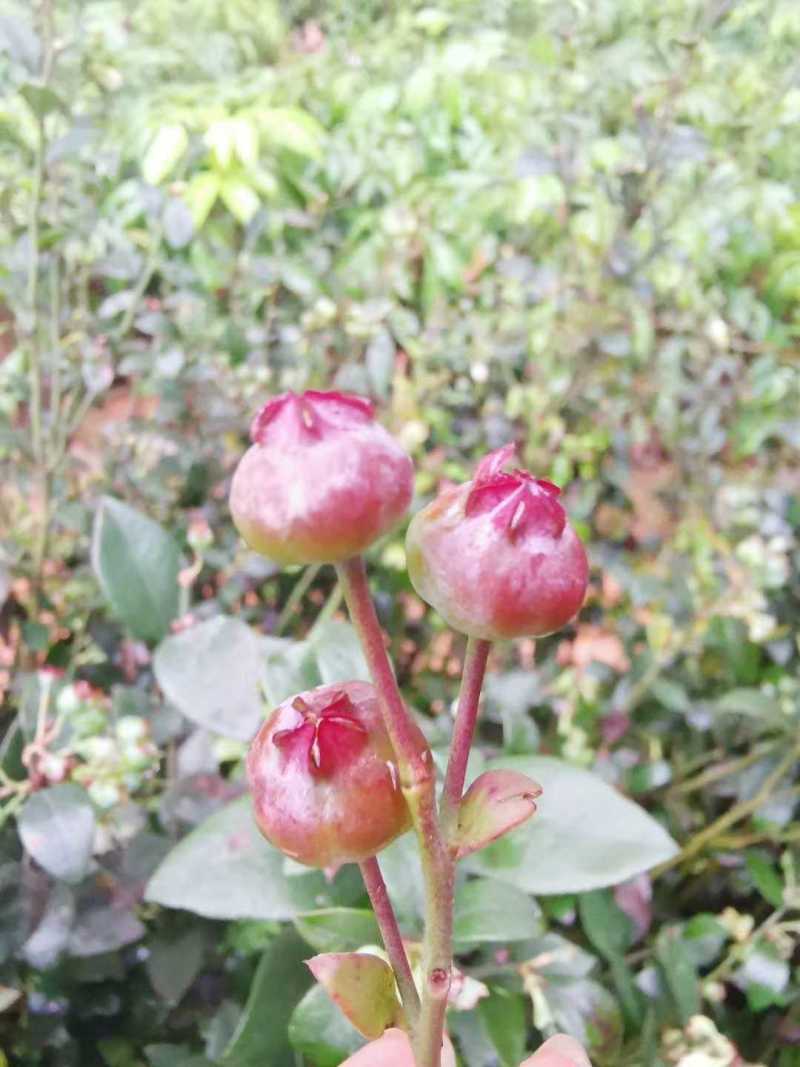 蓝莓广西蓝莓树苗盆栽地栽果树营养杯带花果发货包邮