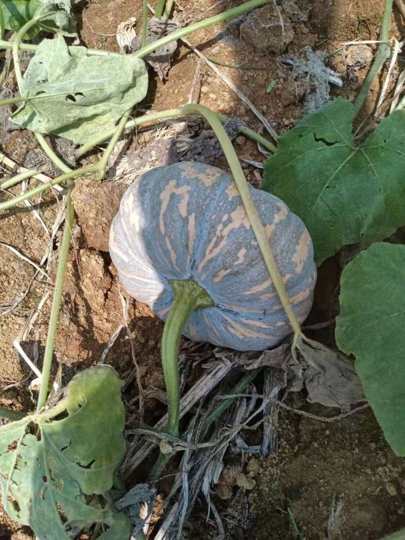 土南瓜，磨盘南瓜，老度好，个头均匀，。。。