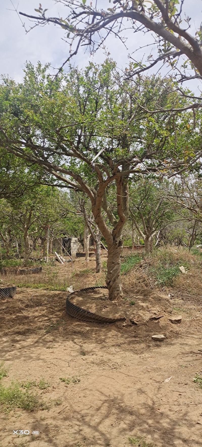 石榴树