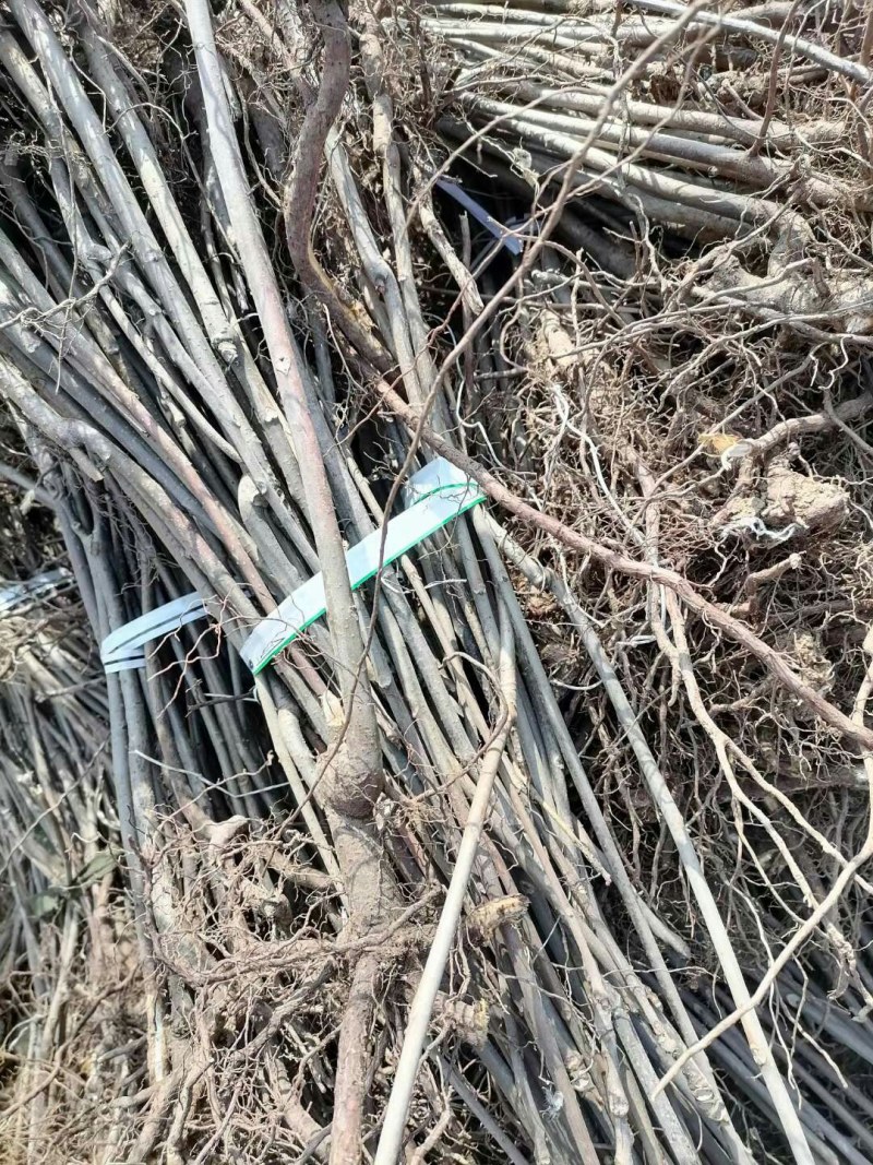 【热卖】香椿苗山东红油香椿苗基地大棚香椿苗批发负责技术