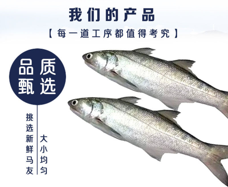 阳江特产马友鱼干淡干深海鱼干大条咸鱼干自制风干渔家自晒