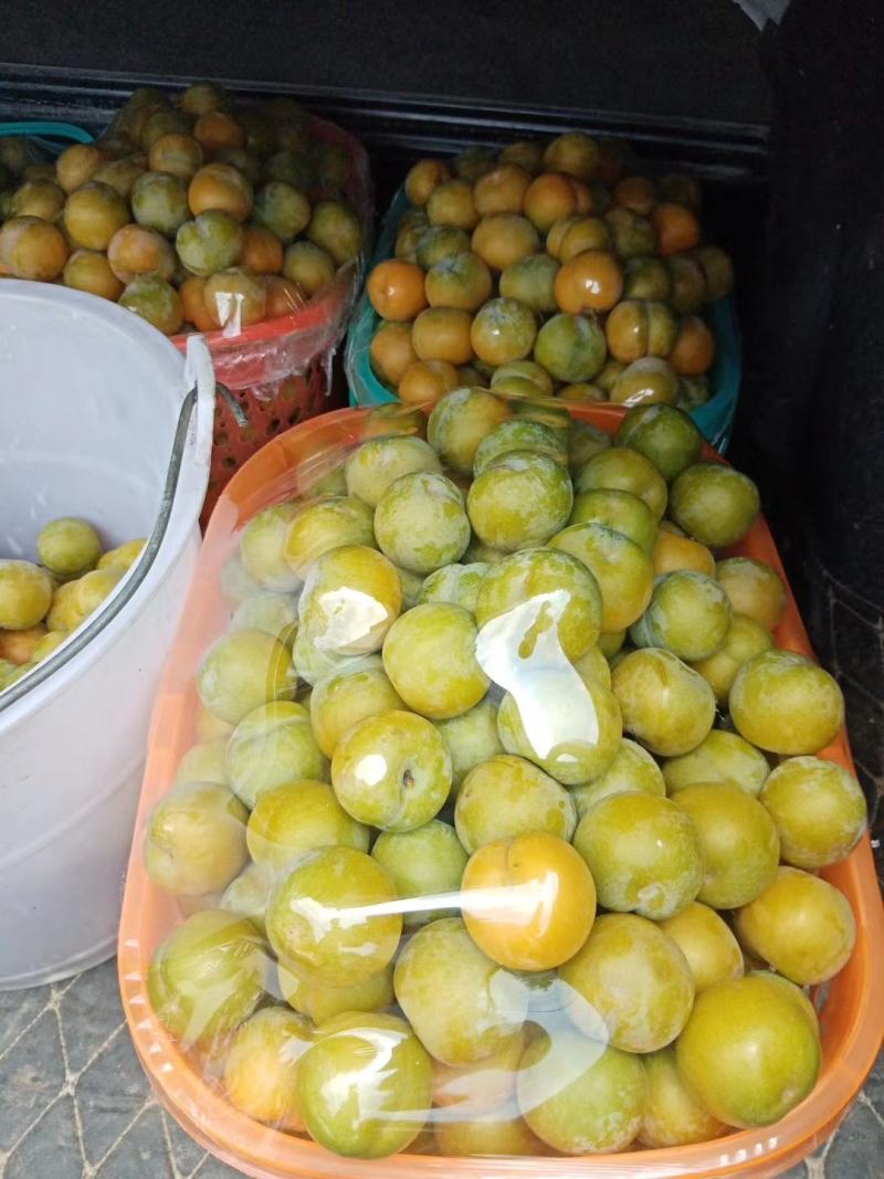贵州蜂糖李精品水果，产地直供，可一件代发