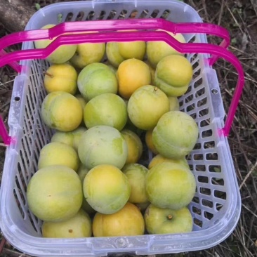 贵州蜂糖李精品水果，产地直供，可一件代发