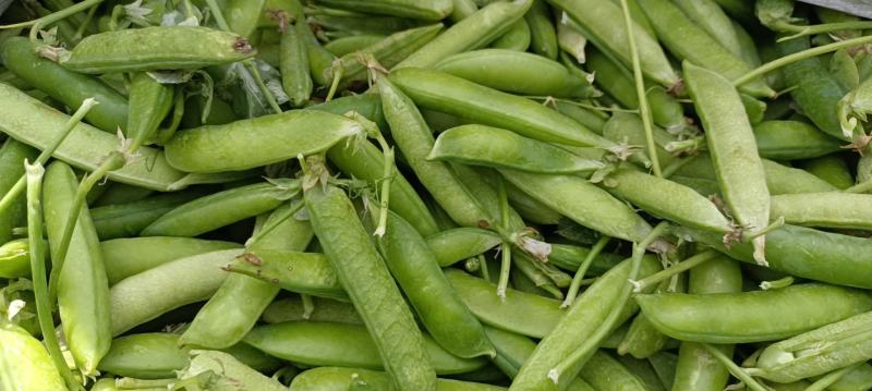 豌豆荚