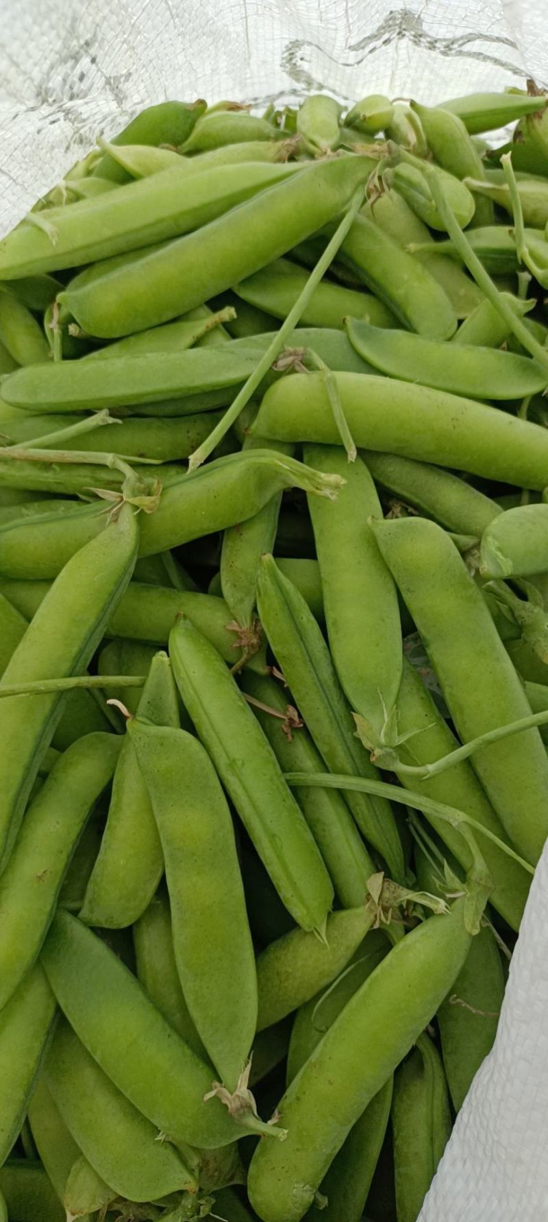 豌豆荚