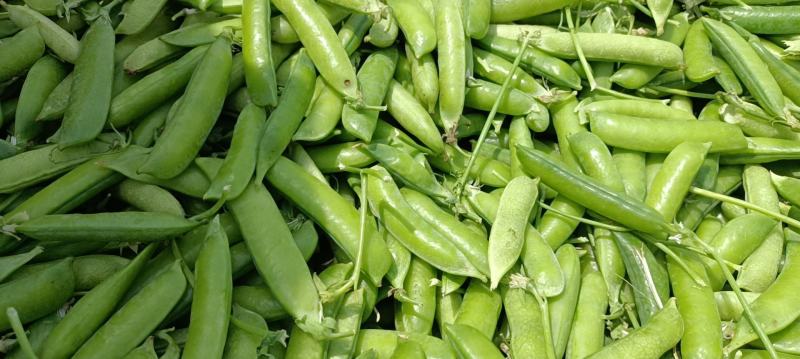 豌豆荚