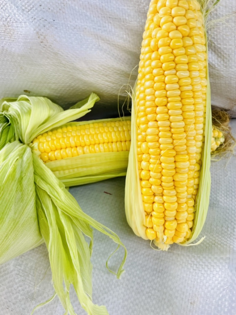 福建太阳花玉米🌽出鲜，小黑龙江之称黑土地，优品一手货源