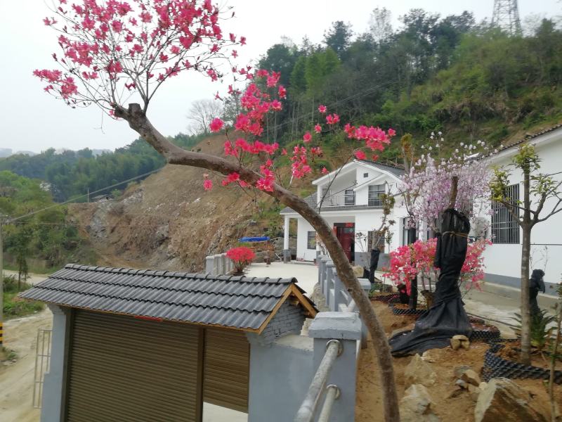 安徽安庆映山红独杆6公分粗，高度2米，冠幅1米苗木货源充