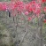 安徽安庆映山红独杆6公分粗，高度2米，冠幅1米苗木货源充