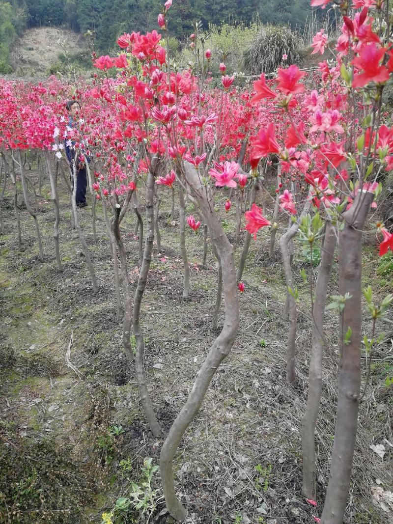 安徽安庆映山红独杆6公分粗，高度2米，冠幅1米苗木货源充