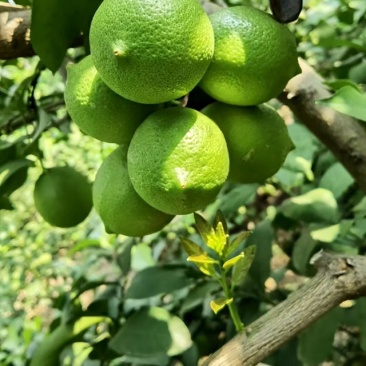 云南尤力克柠檬批发青果，黄果，基地直发
