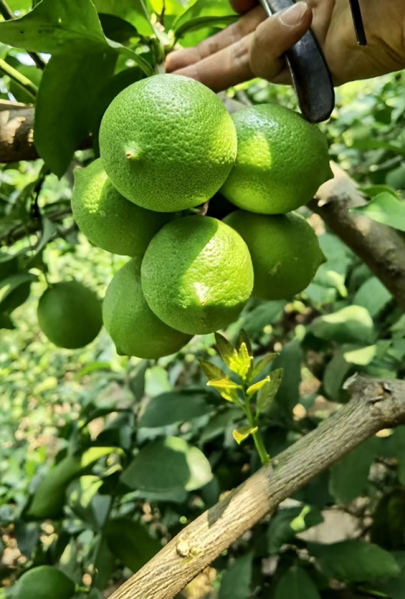 云南尤力克柠檬批发青果，黄果，基地直发