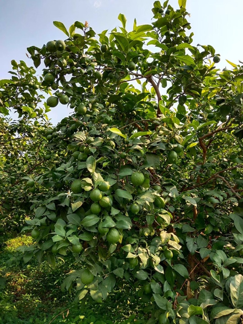 云南尤力克柠檬批发青果，黄果，基地直发