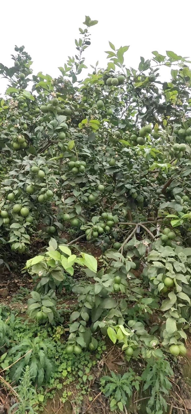 云南尤力克柠檬批发青果，黄果，基地直发