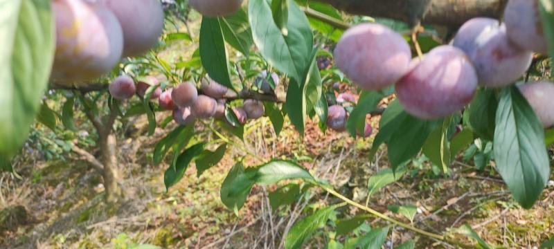 四川脆红李子。大型基地一手货源质量好。