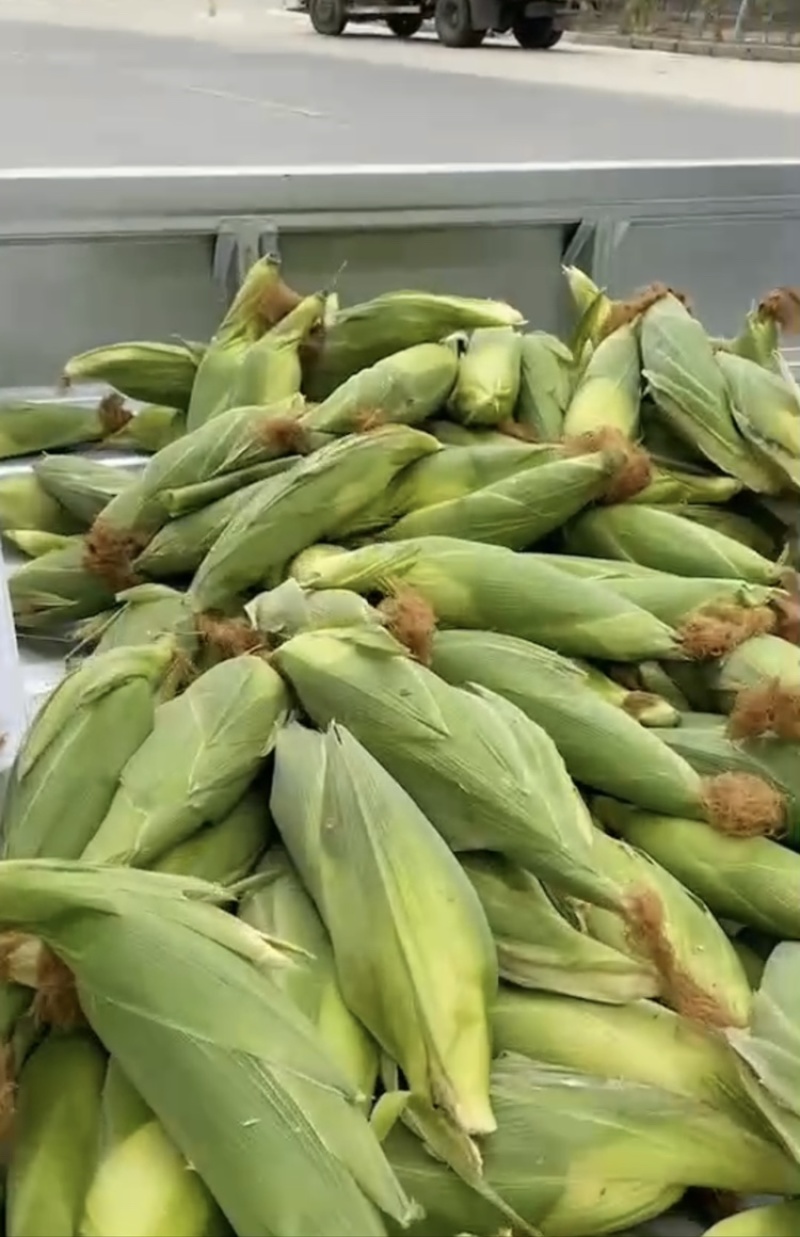 福建太阳花玉米🌽出鲜，小黑龙江之称黑土地，优品一手货源