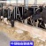 升级版3.5吨铡草揉丝机出料长短可以调节