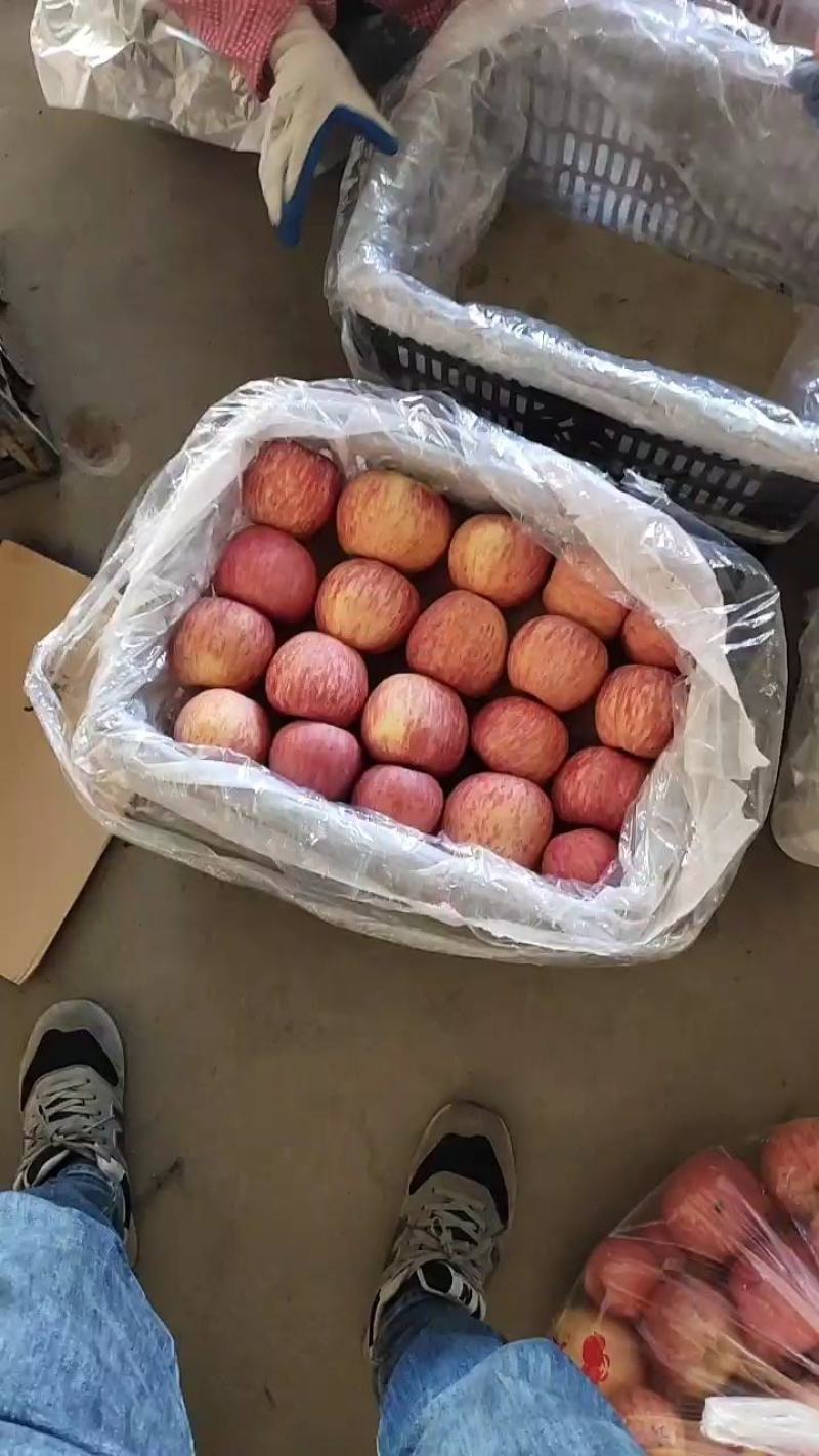 陕西礼泉纸袋膜袋红富士大量走货，供应电商平台，社区平台