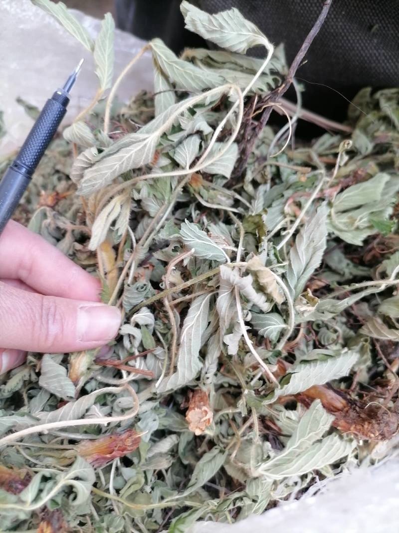 仙鹤草片，野生，深山药村。欢迎下单一手货源！。