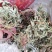 仙鹤草片，野生，深山药村。欢迎下单一手货源！。