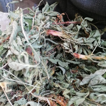 仙鹤草片，野生，深山药村。欢迎下单一手货源！。