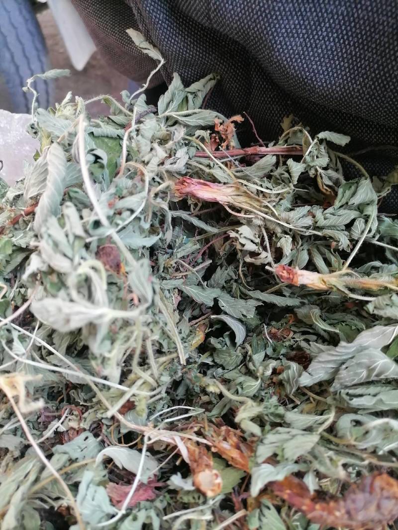 仙鹤草片，野生，深山药村。欢迎下单一手货源！。