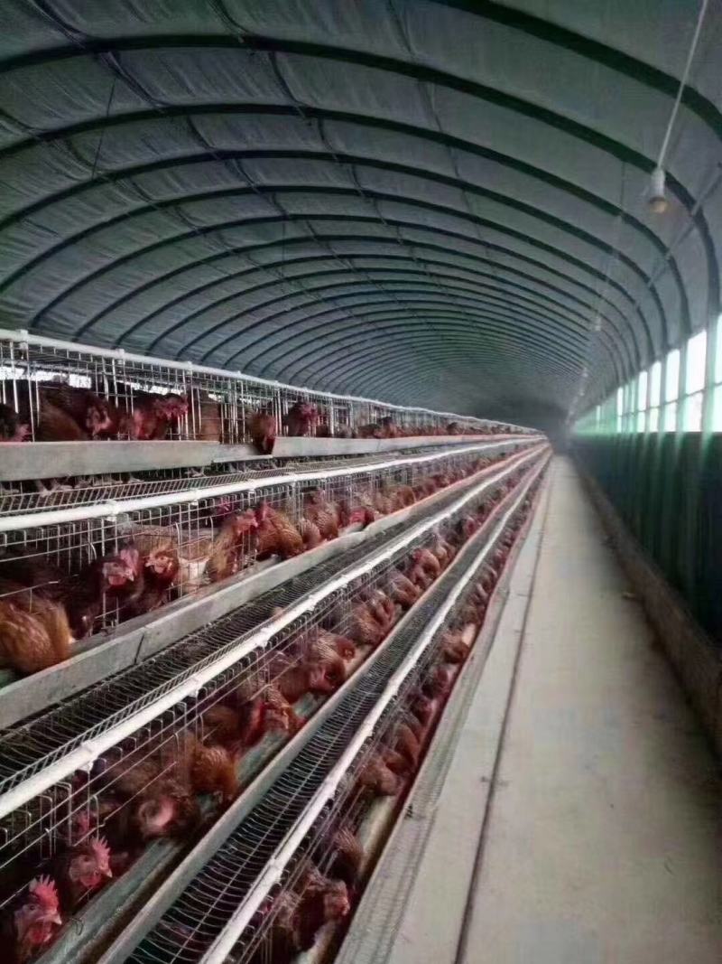 养殖大棚镀锌钢管厂家直销定制各种规格尺寸