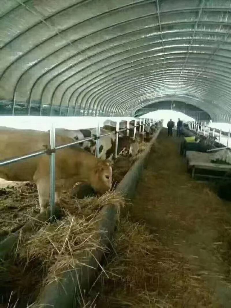 养殖大棚镀锌钢管厂家直销定制各种规格尺寸
