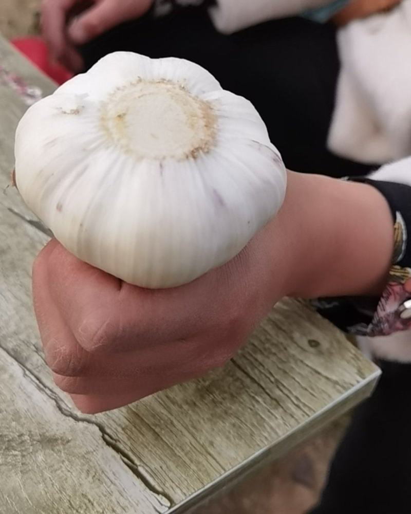 淮阳大蒜大量现货