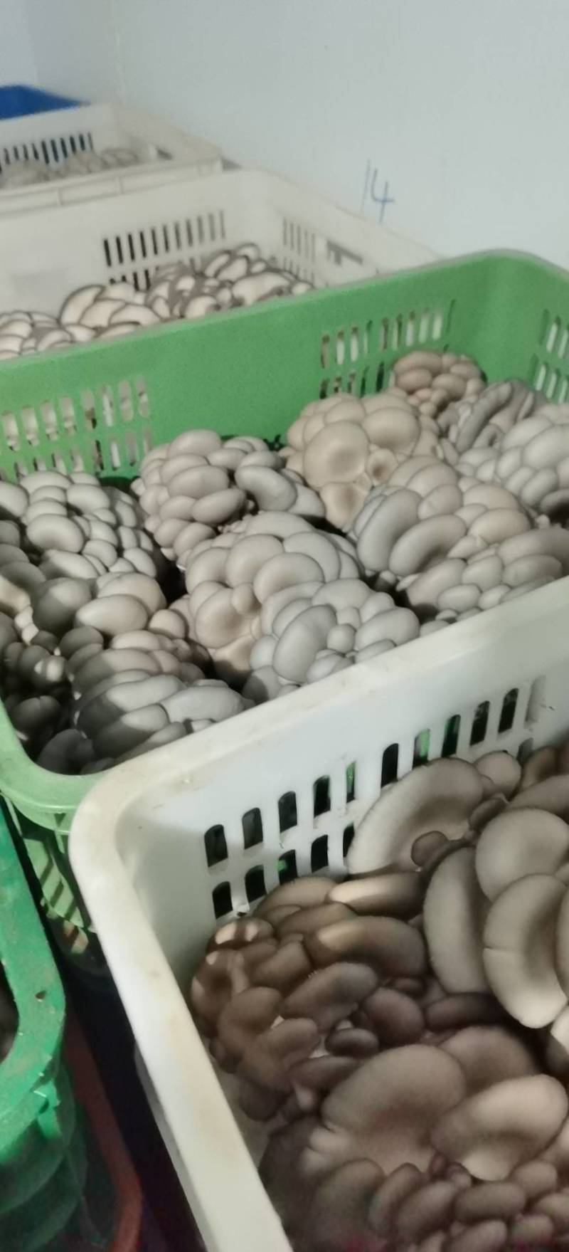 陕西省商洛市丹凤县精品反季节平菇大量上市
