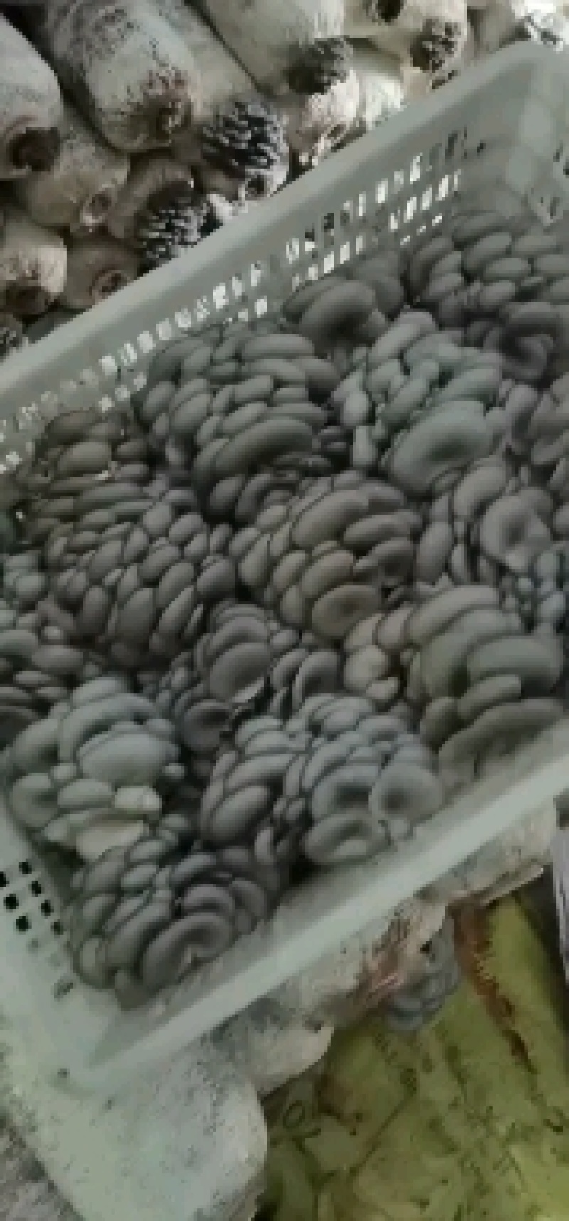陕西省商洛市丹凤县精品反季节平菇大量上市