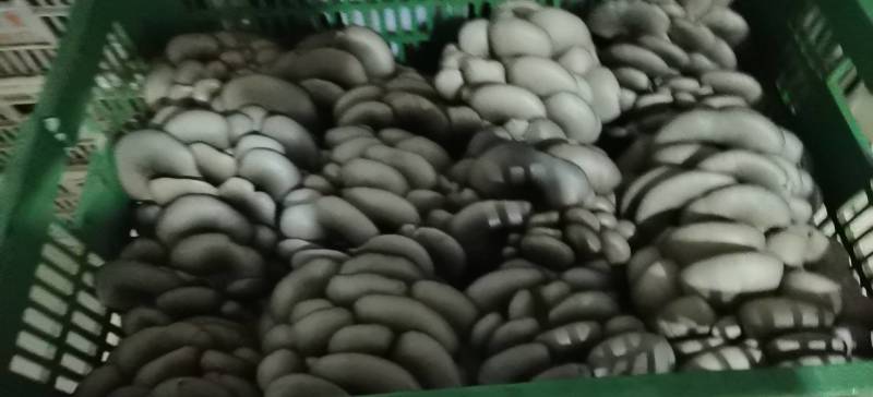 陕西省商洛市丹凤县精品反季节平菇大量上市