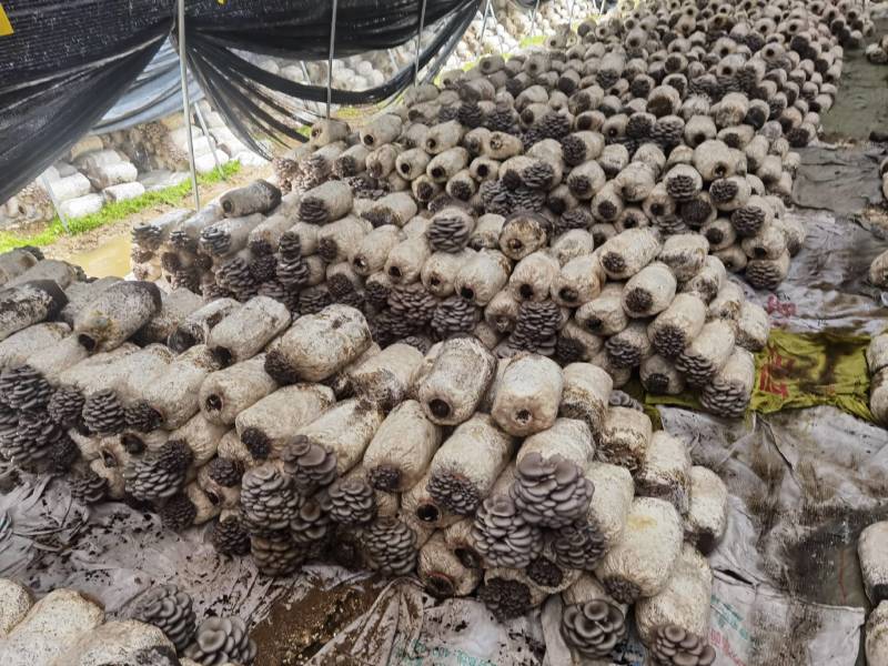 陕西省商洛市丹凤县精品反季节平菇大量上市