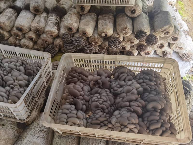 陕西省商洛市丹凤县精品反季节平菇大量上市