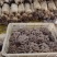 陕西省商洛市丹凤县精品反季节平菇大量上市