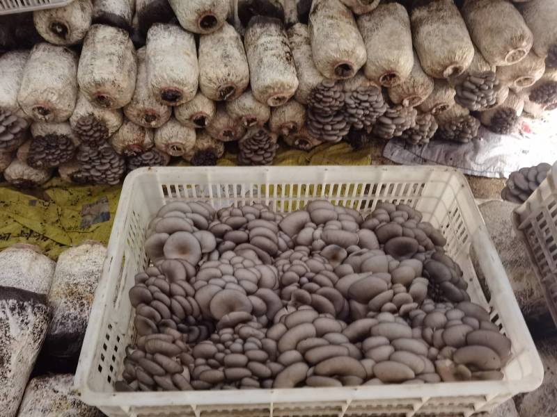 陕西省商洛市丹凤县精品反季节平菇大量上市