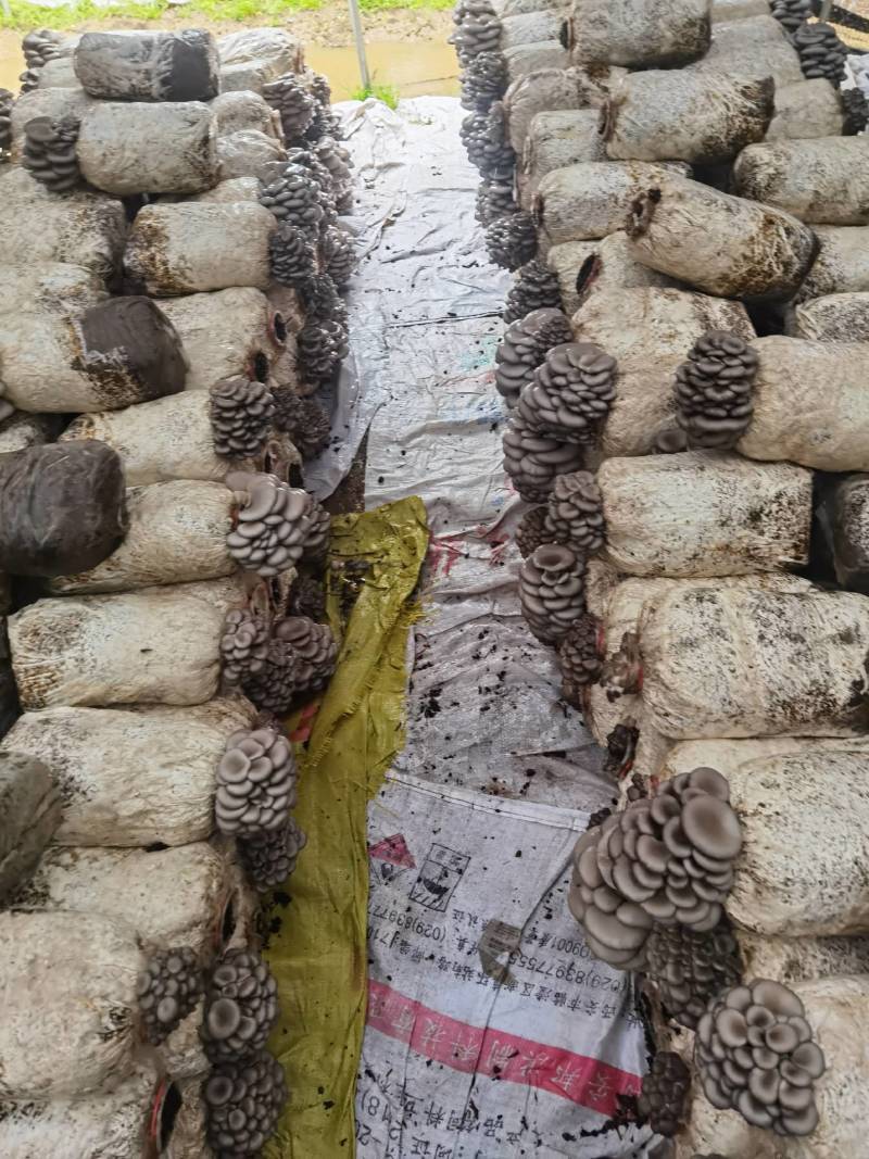 陕西省商洛市丹凤县精品反季节平菇大量上市