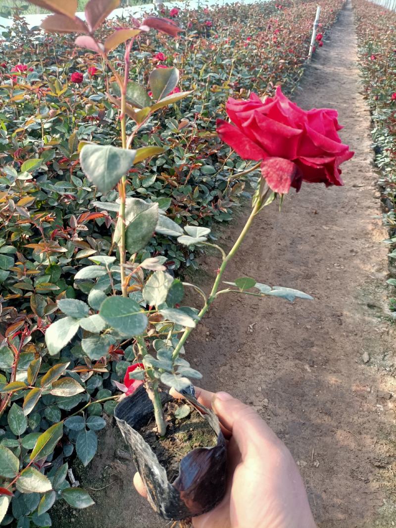 大花月季，营养杯月季，工程月季